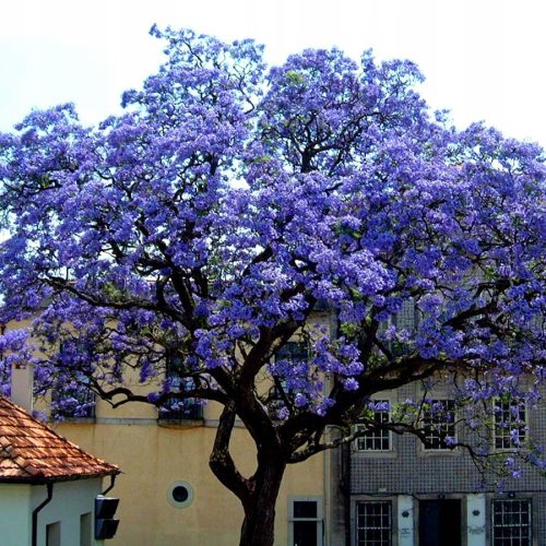  OXYTREE PAULOWNIA Shan Tong Hybrid BLUE IMPERIAL LUCKY TREE