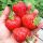  Wild strawberries and strawberries LATE STRAWBERRY VARIETY FOR DESSERT SWEET STRAWBERRIES FOR JAM SEEDS 10 pcs. Seedling with bare root 5-10 cm