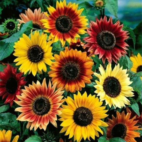  Sunflower seeds ORNAMENTAL SUNFLOWER high 1000 g