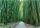 BAMBOO FOREST PHOTO WALLPAPER PHOTO WALLPAPER + ADHESIVE 368 x 254 12632V8