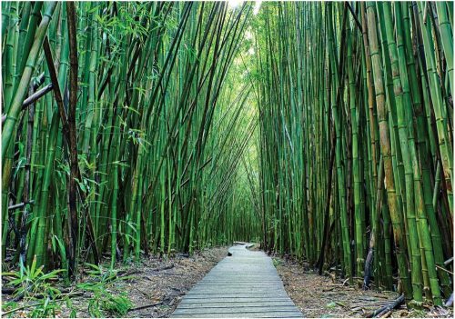 BAMBOO FOREST PHOTO WALLPAPER PHOTO WALLPAPER + ADHESIVE 368 x 254 12632V8