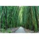 BAMBOO FOREST PHOTO WALLPAPER PHOTO WALLPAPER + ADHESIVE 368 x 254 12632V8