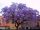  Paulownia fluffy emperor tree of happiness