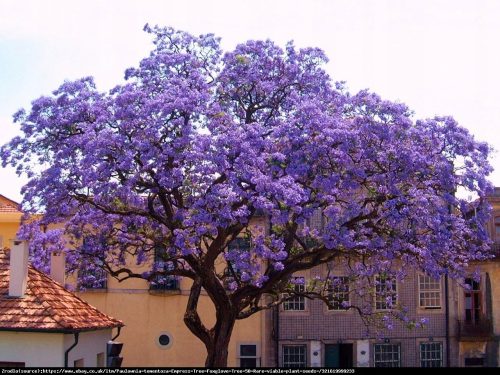  Paulownia fluffy emperor tree of happiness