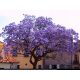  Paulownia fluffy emperor tree of happiness