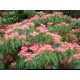  Albizia silky Persian mimosa – glows at night