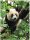 Panda bear photo wallpaper, photo wallpapers for the wall, 184 x 254