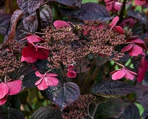  Pink hydrangea, seedling in 0.5-1l container, 5-10 cm