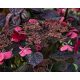  Pink hydrangea, seedling in 0.5-1l container, 5-10 cm