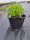  Blue bell seedling in a 0.5-1 liter container