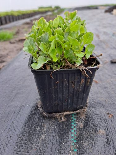  Blue bell seedling in a 0.5-1 liter container