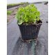  Blue bell seedling in a 0.5-1 liter container