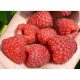  BENEFIS raspberries and blackberries, seedlings in 5-10 cm large bales