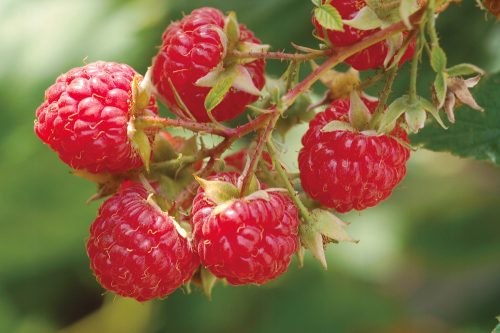  Raspberries and blackberries, seedlings in 5-10 cm large bales