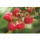  Raspberries and blackberries, seedlings in 5-10 cm large bales