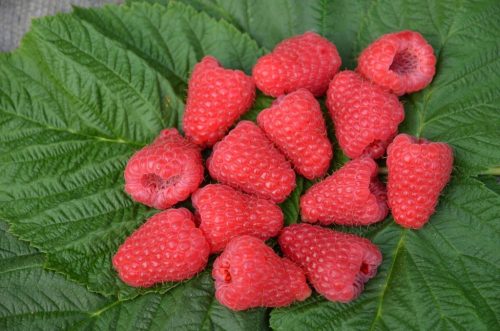  Raspberry and blackberry seedlings are poled in balls of 5–10 cm