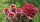  PRZEHYBA raspberries and blackberries, seedlings in a 5-10 cm ball