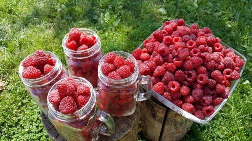  PRZEHYBA raspberries and blackberries, seedlings in a 5-10 cm ball