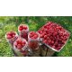  PRZEHYBA raspberries and blackberries, seedlings in a 5-10 cm ball