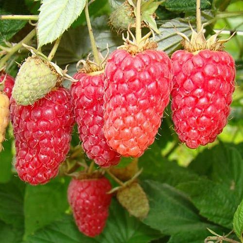  Raspberries and blackberries SOKOLICA seedling in a 5-10 cm ball