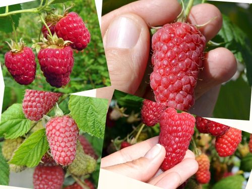  Raspberries and blackberries RACE seedling in a 5-10 cm root ball