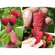  Raspberries and blackberries RACE seedling in a 5-10 cm root ball