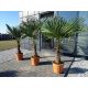  FROSTBESTÄNDIGE PALME TRACHYCARPUS FORTUNEI PALM L25 FORTUNEI PAL