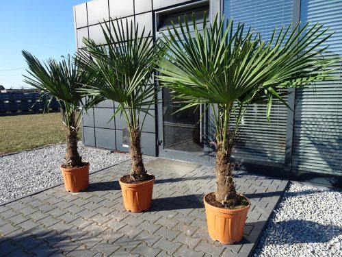  FROSTBESTÄNDIGE PALME TRACHYCARPUS FORTUNEI PALME L25