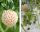  Wild strawberries and strawberries WHITE PINEAPPLE STRAWBERRY PINE 10 SEEDS bare root seedling 10-15 cm