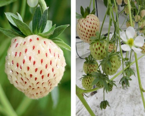  Wild strawberries and strawberries WHITE PINEAPPLE STRAWBERRY PINE 10 SEEDS bare root seedling 10-15 cm