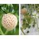  Wild strawberries and strawberries WHITE PINEAPPLE STRAWBERRY PINE 10 SEEDS bare root seedling 10-15 cm