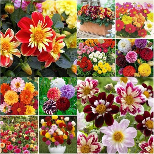  DALIA SEED COLLECTION Set of 6 packages