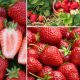  Wild strawberries and strawberries Set of year-round strawberries bearing fruit, seeds, 30 pcs, bare root seedling, 5–10 cm