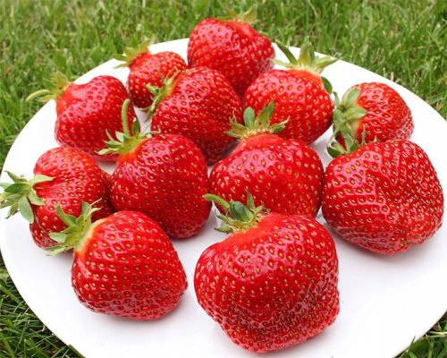  Honeoye - Vibrant - Grandarosa wild strawberries and strawberries, bare root seedling 13-20 cm