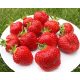  Honeoye - Vibrant - Grandarosa wild strawberries and strawberries, bare root seedling 13-20 cm