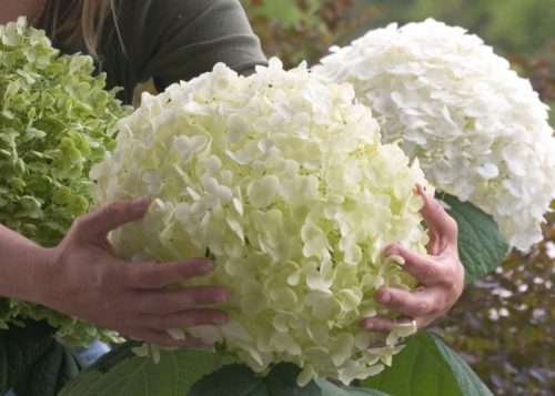  White hydrangeas, seedlings in 2-3 liter containers, 30-40 cm