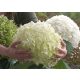  White hydrangeas, seedlings in 2-3 liter containers, 30-40 cm