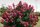  White, red, colorful hydrangeas, seedling in 3-5l container, 30-50 cm
