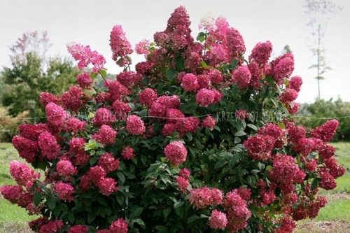  White, red, colorful hydrangeas, seedling in 3-5l container, 30-50 cm