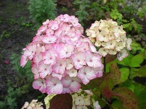  Blue, colorful, pink hydrangeas, seedling in 1-2l container, 10-20 cm