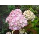  Blue, colorful, pink hydrangeas, seedling in 1-2l container, 10-20 cm