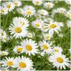  Daisy seeds White meadow daisy 10 g