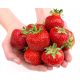  Honeoye Wild Strawberries and Strawberries - Elsanta - Senga Sengana seedling with bare root 10-25 cm