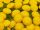  Common Tansy 10 pieces - Tanacetum vulgare seedling