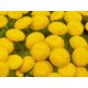  Common Tansy 10 pieces - Tanacetum vulgare seedling