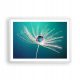 Pictures on the wall Poster in white frame P2WAA70x50-3991 Plants in frame 70 x 50 cm