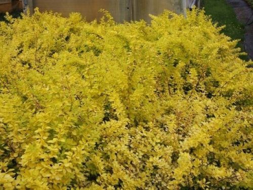  Yellow barberry seedlings in a 2-3 liter container, 20-30 cm