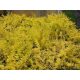  Yellow barberry seedlings in a 2-3 liter container, 20-30 cm