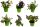  MINT MIXTURE OF VARIOUS VARIETIES, IDEAL FOR WATER AND DESSERTS – 6 SETTINGS