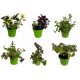  MINT MIXTURE OF VARIOUS VARIETIES, IDEAL FOR WATER AND DESSERTS – 6 SETTINGS